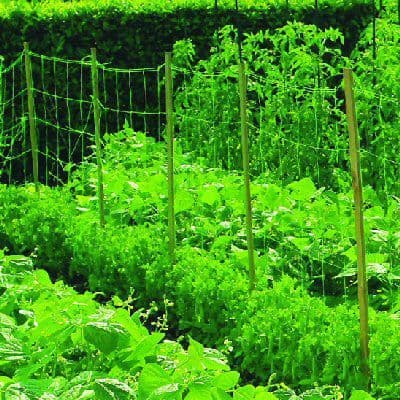 Bean and Pea Netting