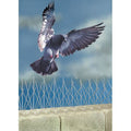 Bird Spikes