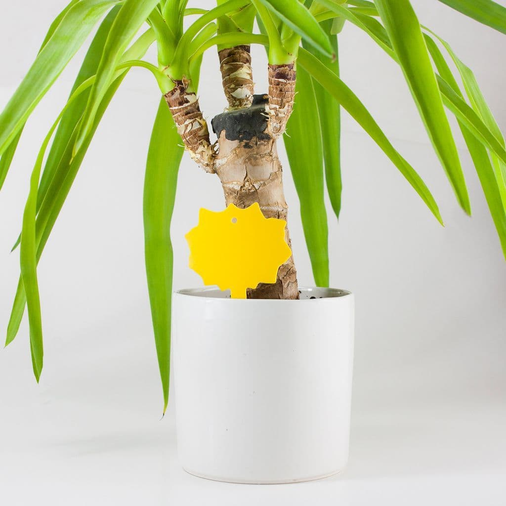 Fruit Fly Traps