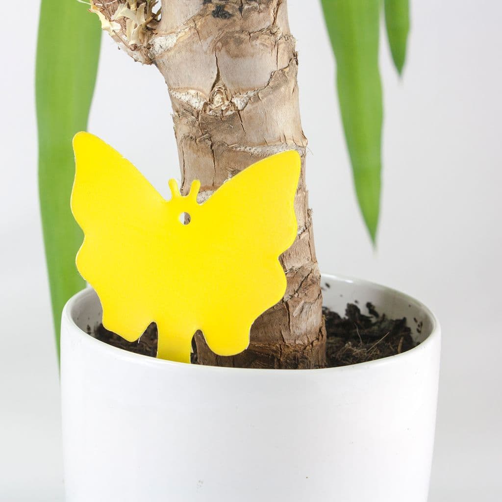 Fruit Fly Traps
