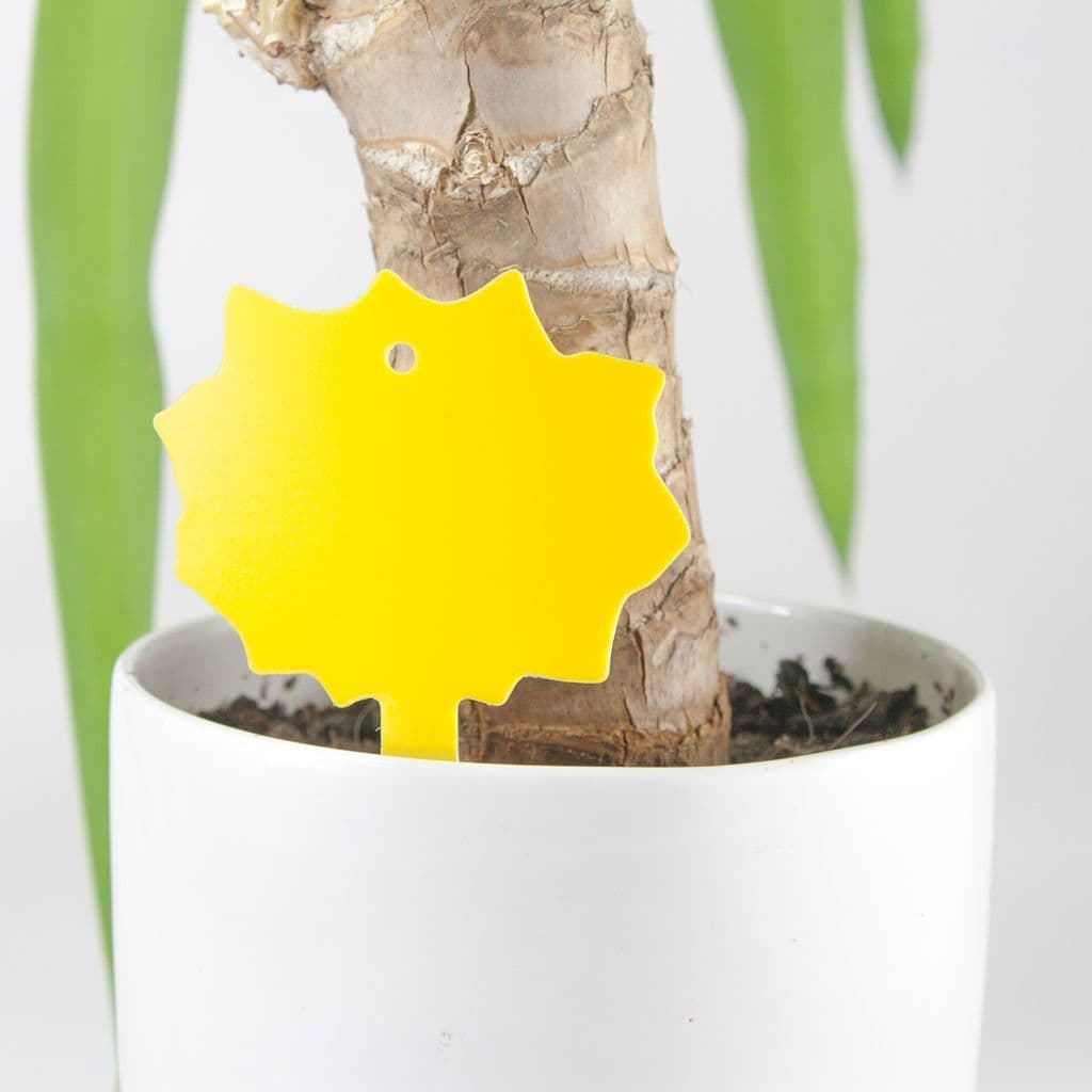 Fruit Fly Traps