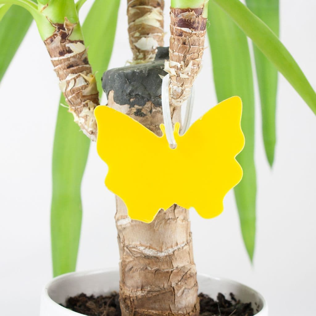 Fruit Fly Traps