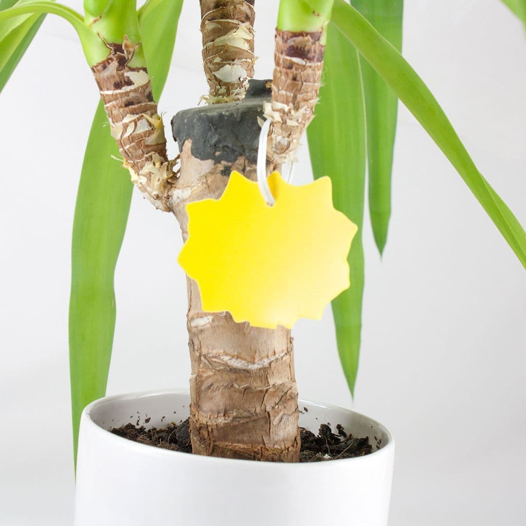 Fruit Fly Traps