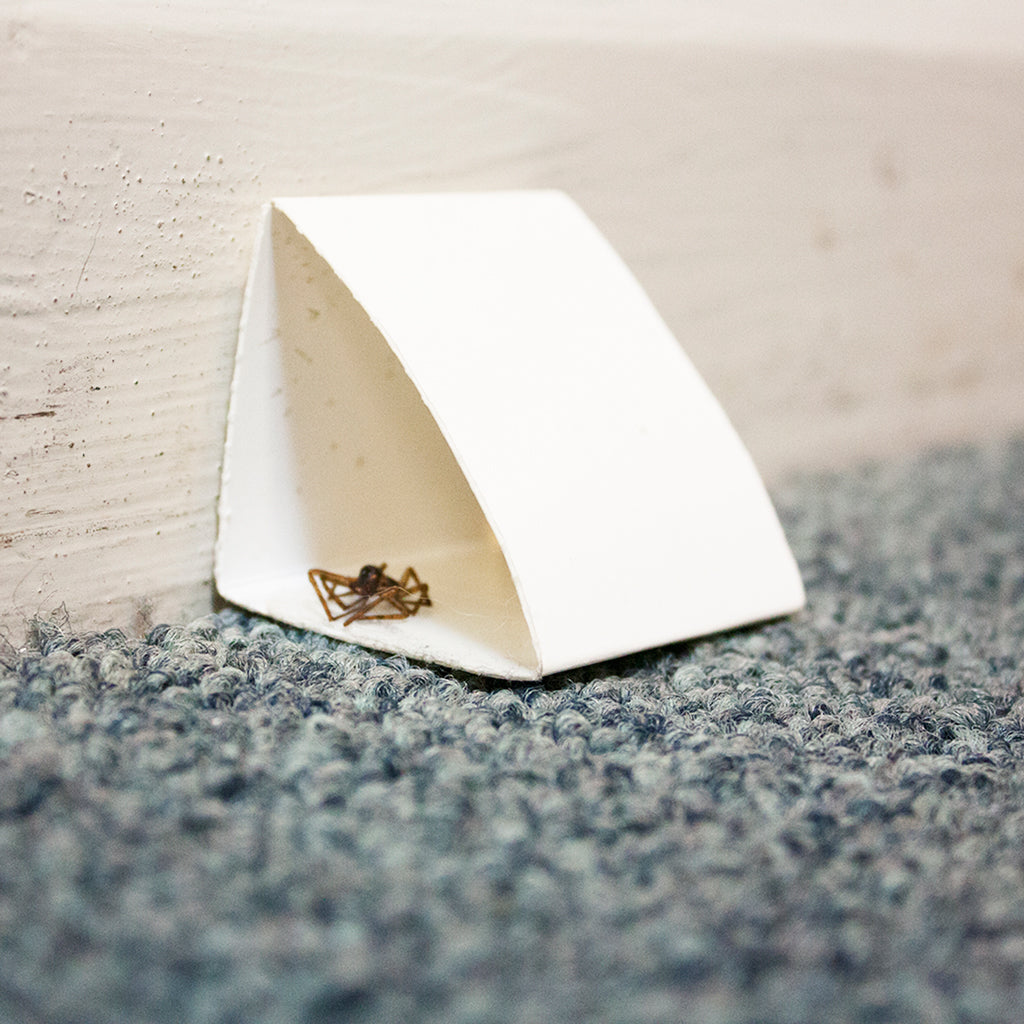 Crawling Insect Glueboards 4pk