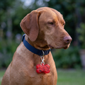 Red bone safety light attached to a dog’s collar