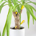 Sticky Stix – 12 Non-Toxic Traps for Indoor Plant Pests