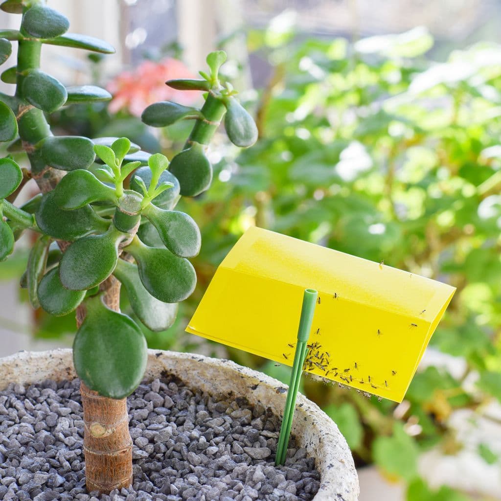 Sticka Bug Fly Traps