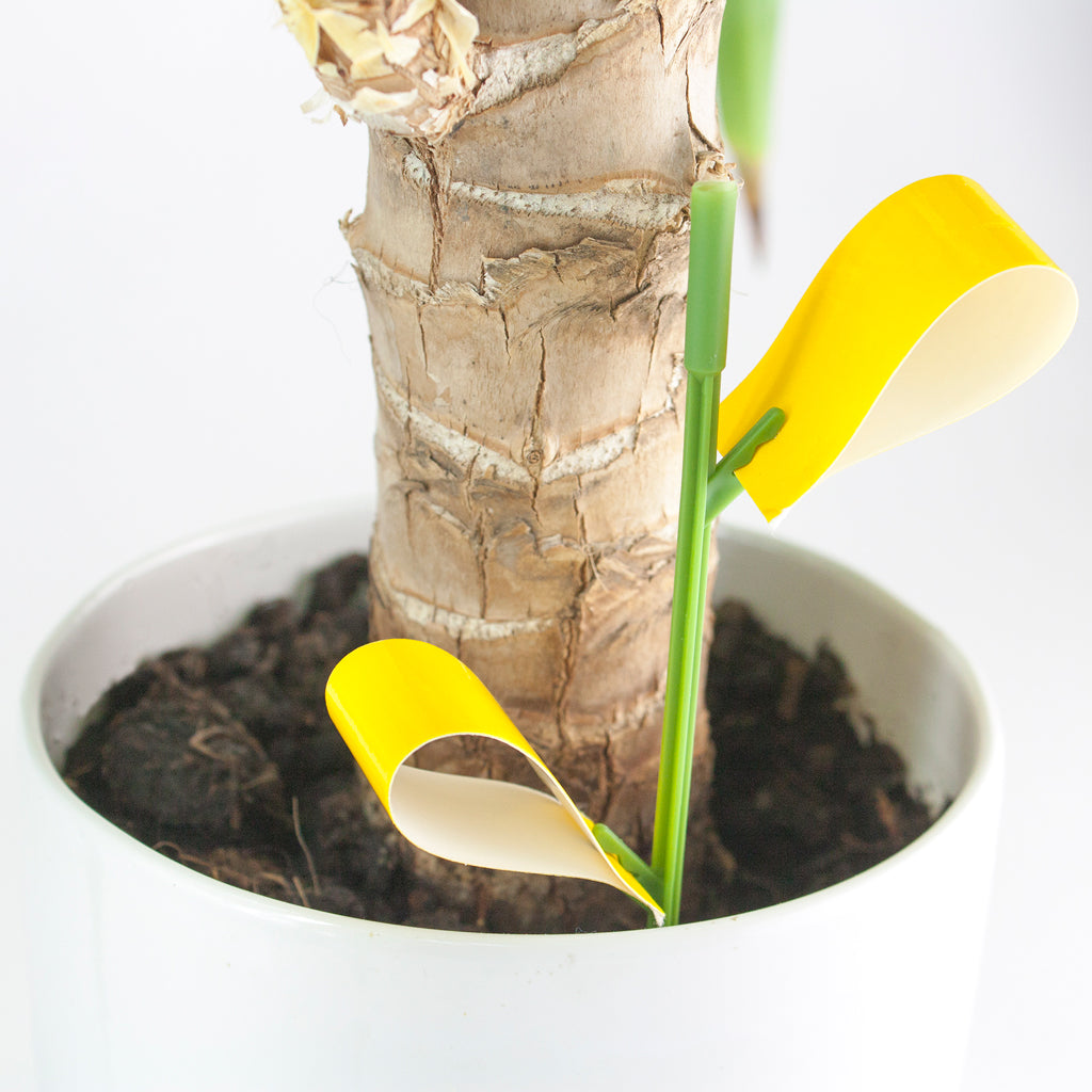 Sticky Stix – 12 Non-Toxic Traps for Indoor Plant Pests