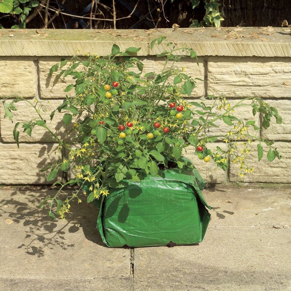 Tomato Grow Cube