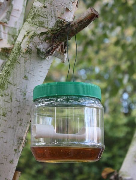 Wasp and Fly Trap