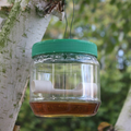 Wasp and fly trap hanging in a garden